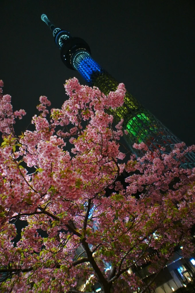 《ひと足お先にお花見❤️》【都内】で楽しめるおすすめの夜桜スポットはココだ☝︎❤︎