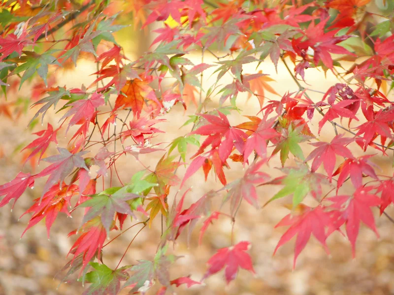 【秋の昭和記念公園】銀杏並木と紅葉サイクの画像_6