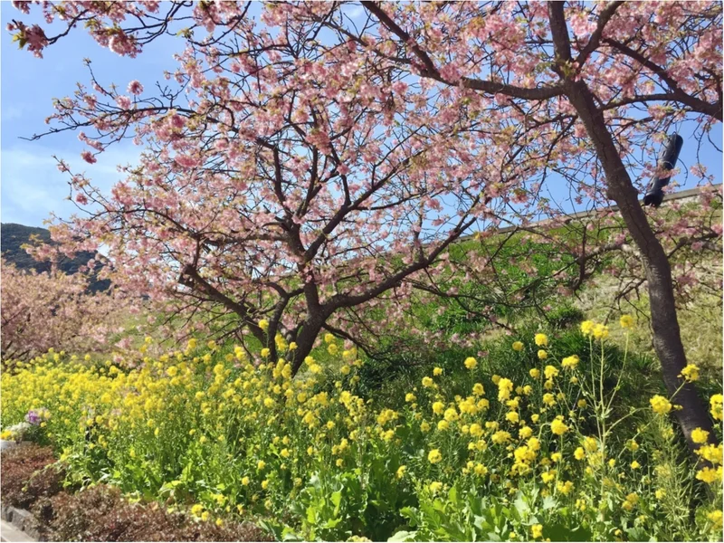 春の訪れを感じに…『河津桜まつり』へ行っの画像_2