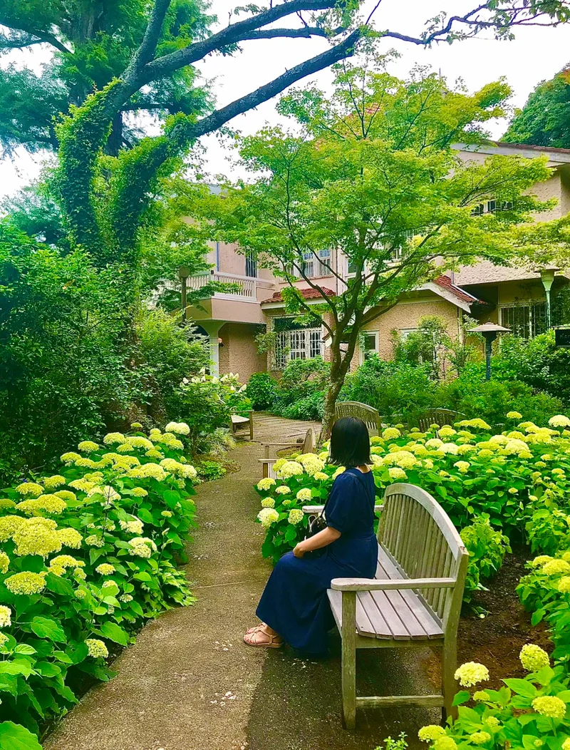 アナベルというあじさいが咲く浄明寺