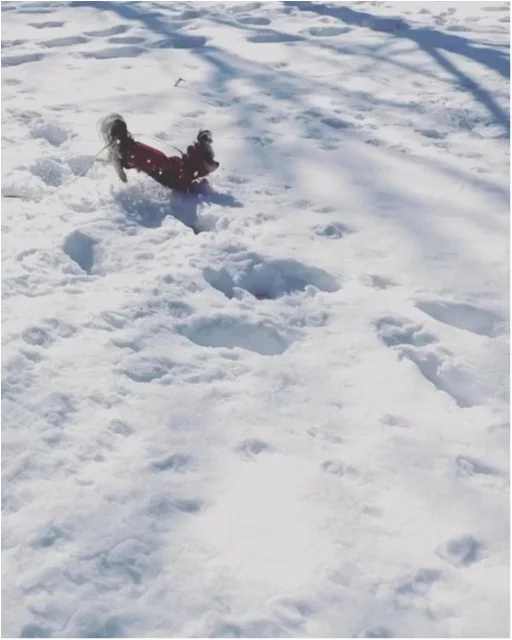 【今日のわんこ】雪って面白い！　太郎くんは大はしゃぎ