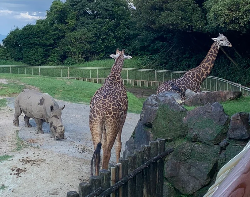 【鹿児島観光】夏限定『夜の動物園』大人デの画像_2