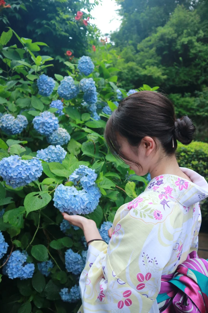 夏着物で鎌倉女子旅♡  紫陽花がとってもの画像_1