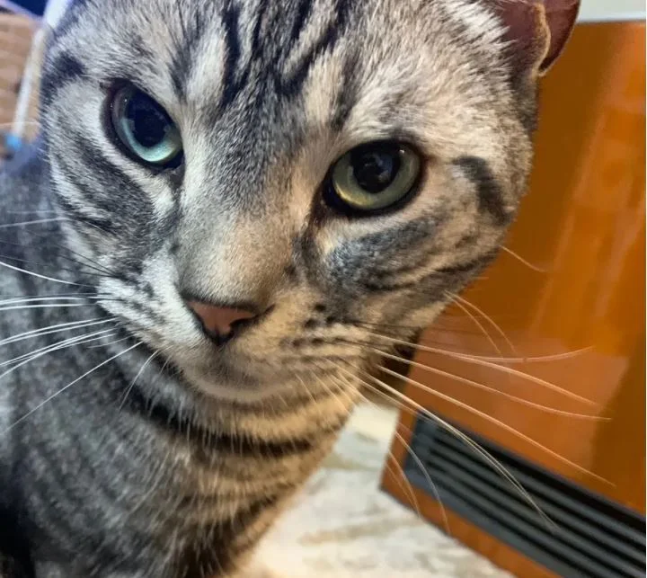 飼い主を見つめるアメリカンショートヘアの猫