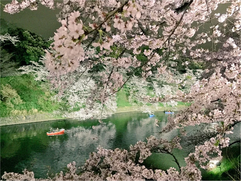 ♡りぃおすすめ！都内の夜桜スポットBESの画像_1
