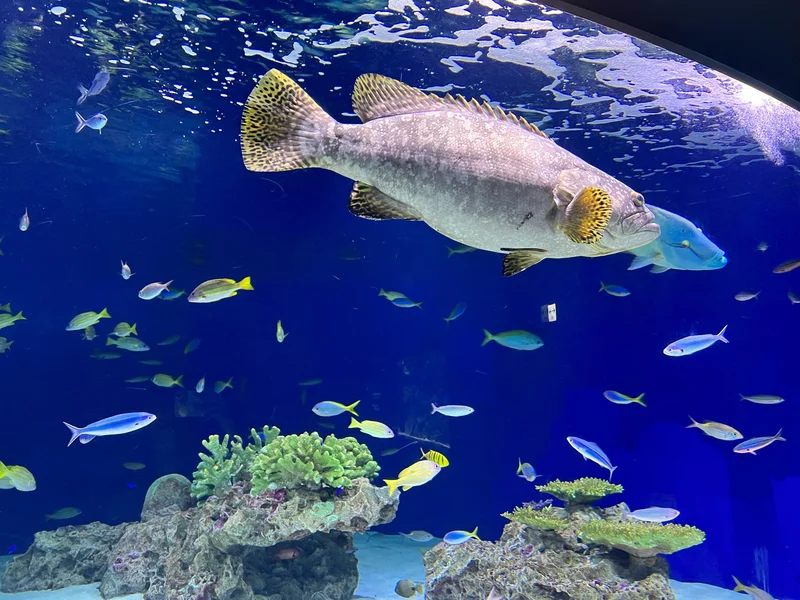 【水族館】福岡県のマリンワールドに行っての画像_8