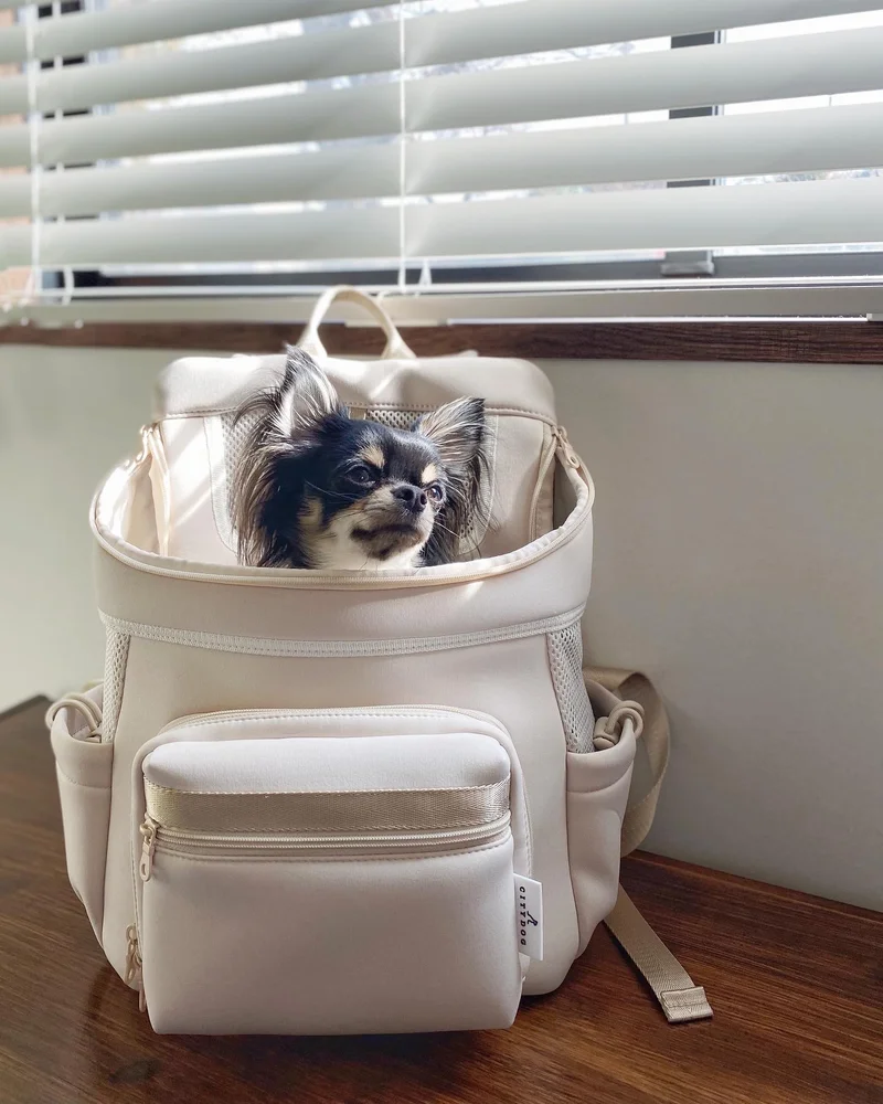 CITY DOG】愛犬家は要チェック！新商品丸洗いできるネオプレーンバッグ