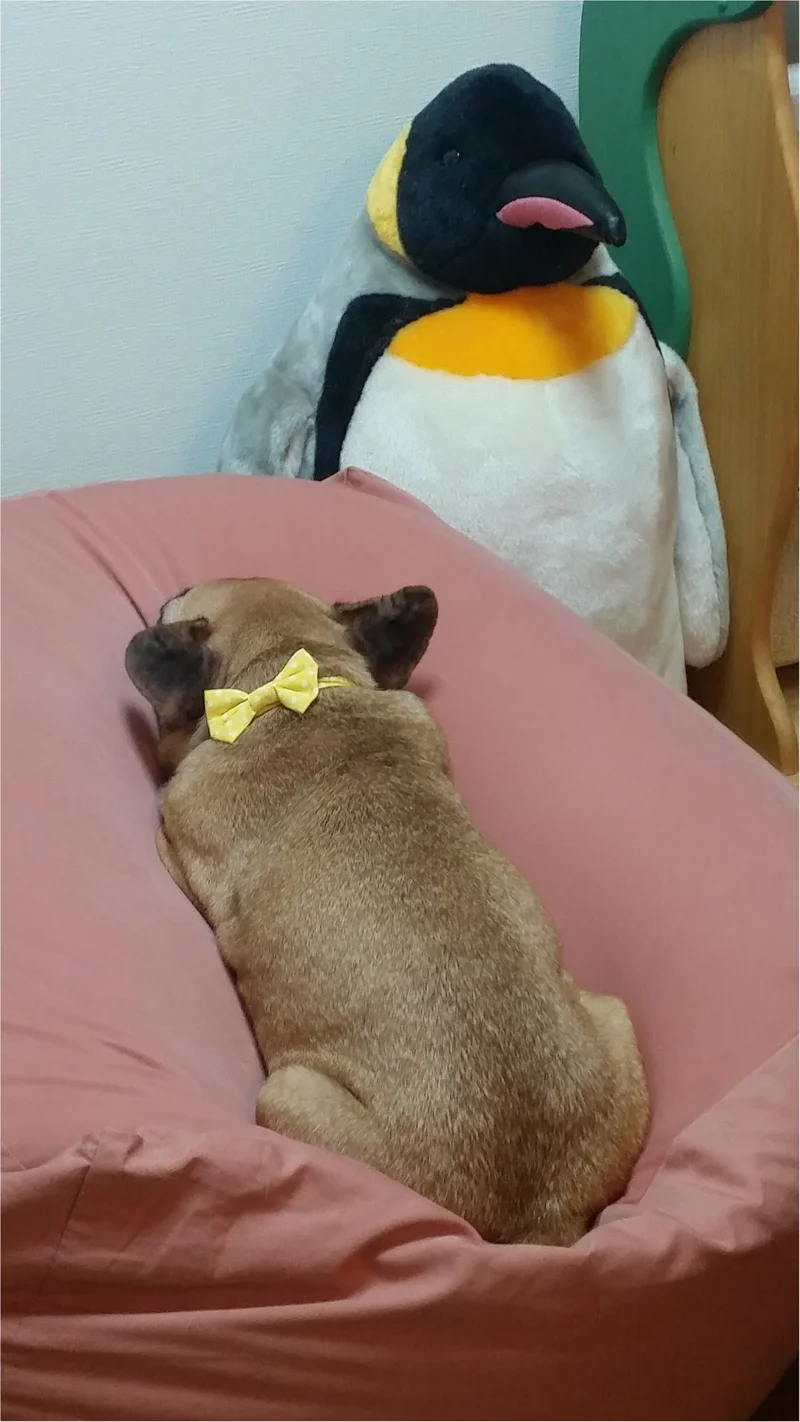 【今日のわんこ】ペンギンにも譲れない！　ココちゃんはお気に入りソファを独占