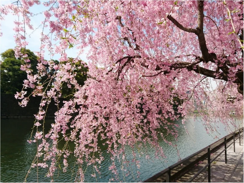 【しの散歩】東京の “桜” の見頃は、もの画像_6