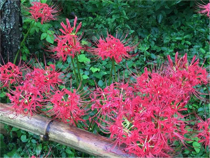 【鎌倉散策】9月10月は彼岸花・萩の季節❤︎彼岸花と竹林を見ることができる『英勝寺』をご紹介✨≪samenyan≫