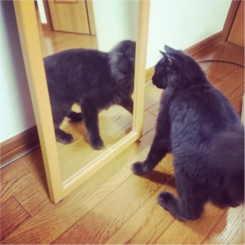 【今日のにゃんこ】誰にゃの?!　ゆらちゃんは鏡にびっくり
