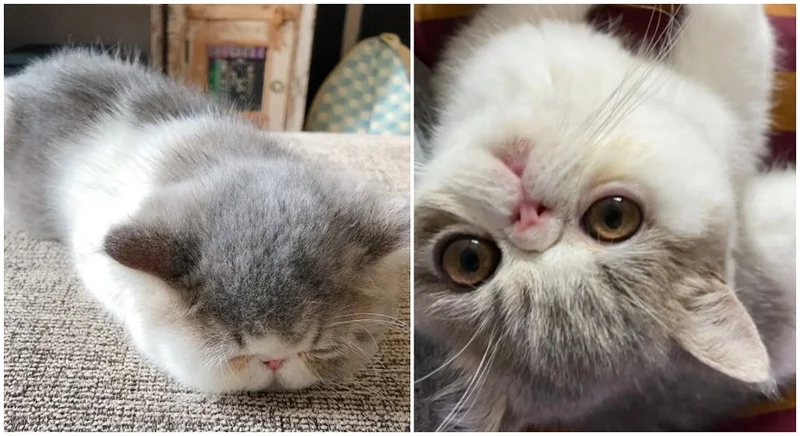 エキゾチックショートヘアの猫。ぬいぐるみのように眠っている写真と起きている写真