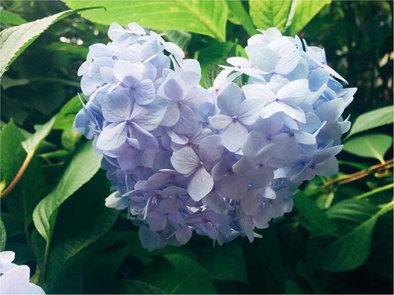 【鎌倉の紫陽花】並ばず気軽に見られる≪明の画像_3