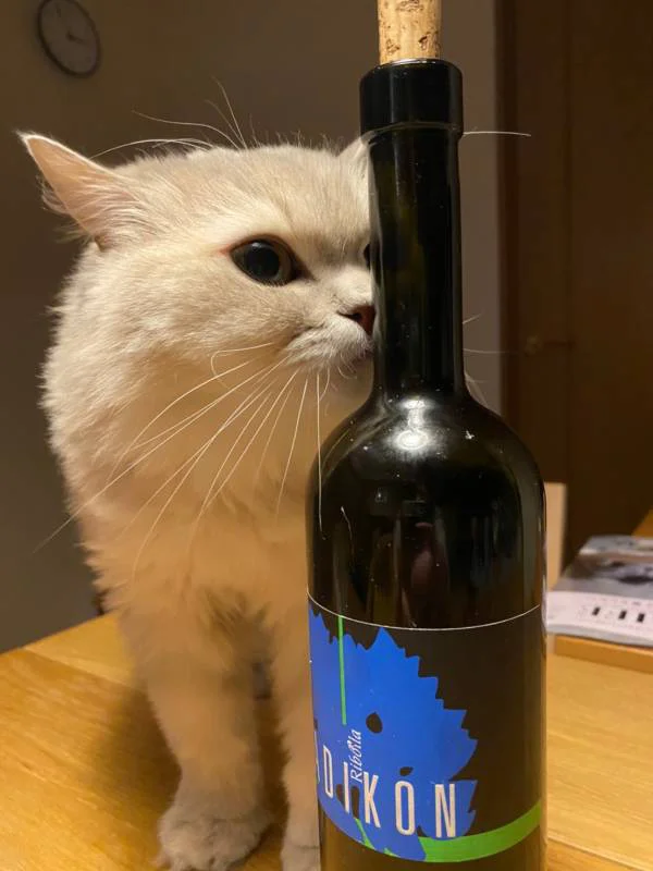 ワインに興味津々の猫・ココンちゃん