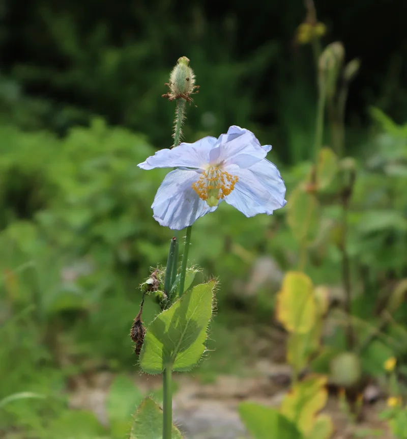 ヒマラヤの青いケシ、と呼ばれる花。ポピーのような形だが、色が美しい水色