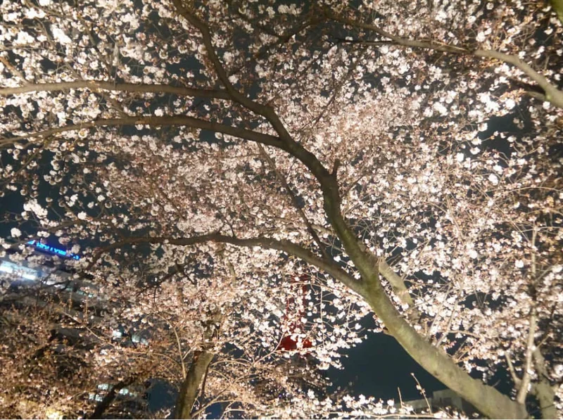 【しの散歩】東京の “桜” の見頃は、もの画像_12