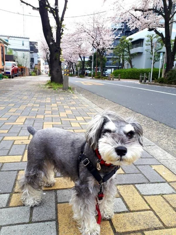 桜並木の下で記念撮影する犬・サクラちゃん