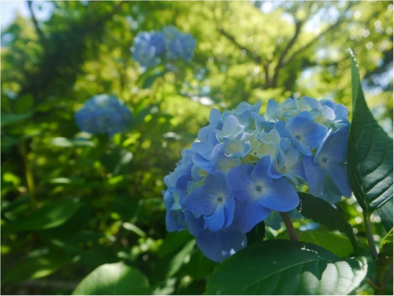 【 しの散歩 】今が見頃 ♪ 鎌倉で《 紫陽花 ( あじさい ) 》を楽しむなら、ここがおすすめ ！