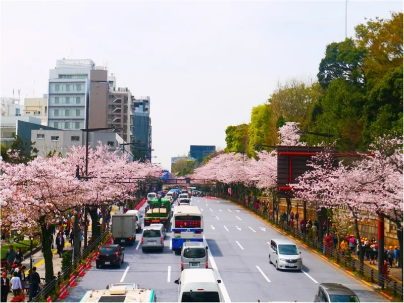 【しの散歩】東京の “桜” の見頃は、もの画像_9