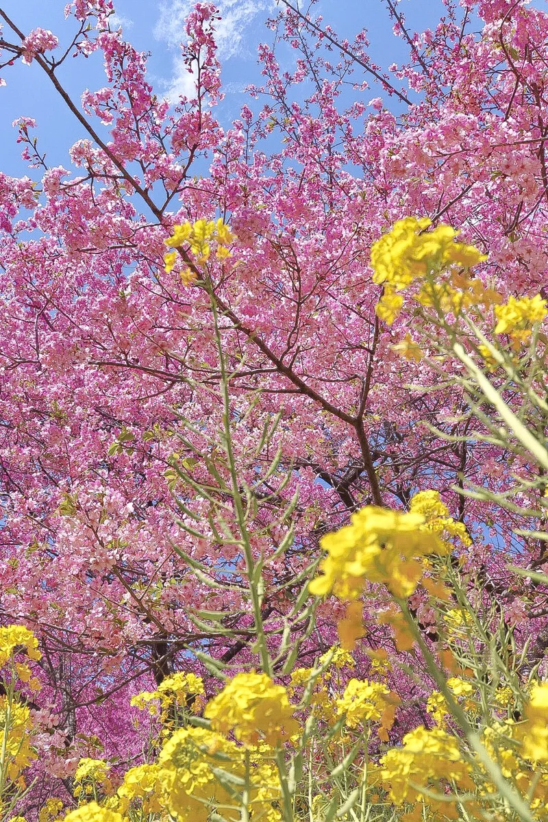 【絶対に失敗しない】春に行きたい神奈川県の画像_10