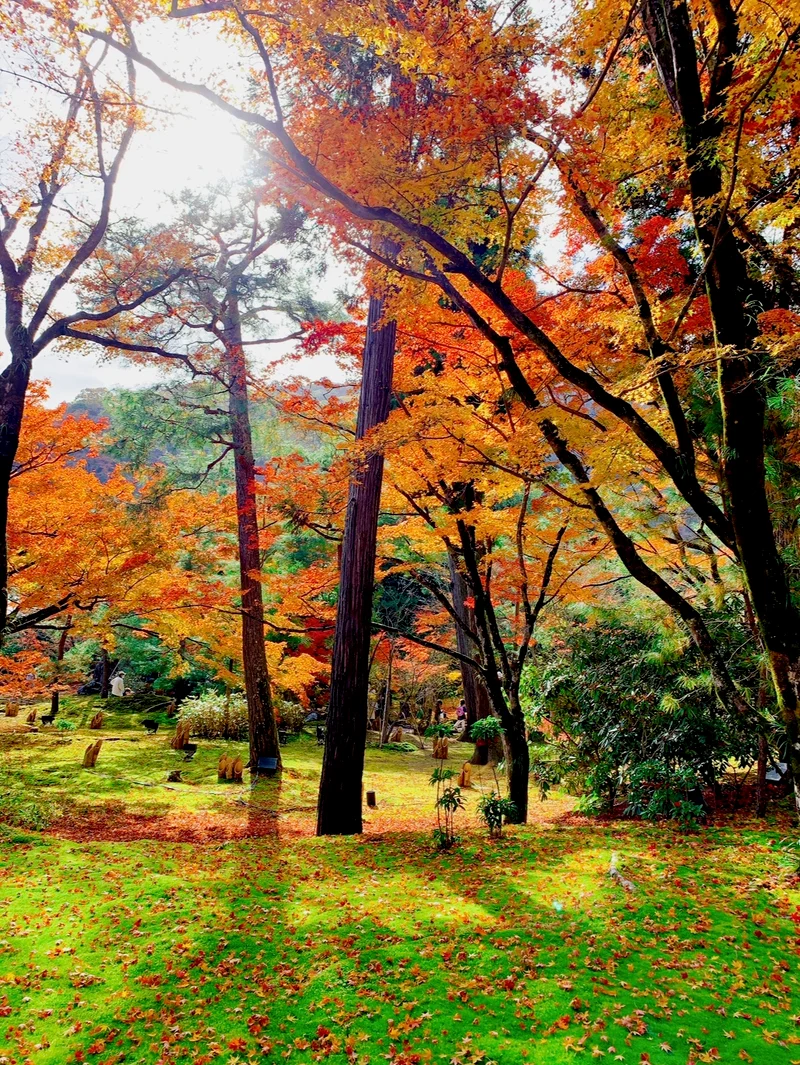 【永久保存版】京都の紅葉ベスト 3選の画像_7