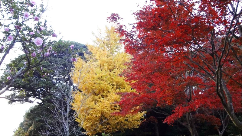鎌倉にも紅葉の季節がやってきた♡11/20時点で見頃のオススメ紅葉スポットをご紹介✨≪samenyan≫
