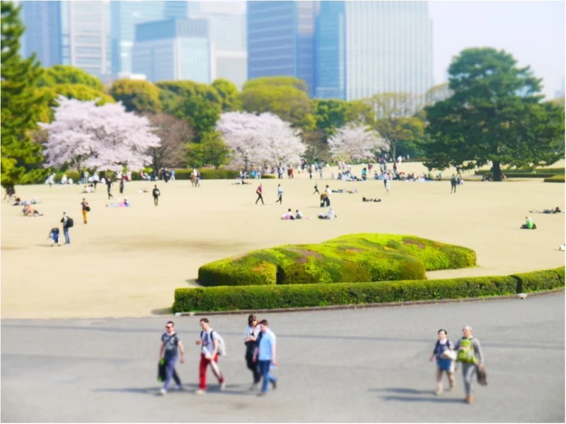 【しの散歩】東京の “桜” の見頃は、もの画像_4