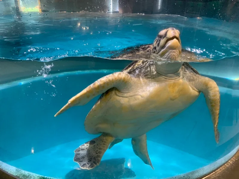 廃校した小学校が水族館に！高知県【むろとの画像_12