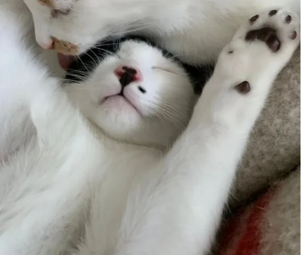 ばんざいしながら眠る雑種猫