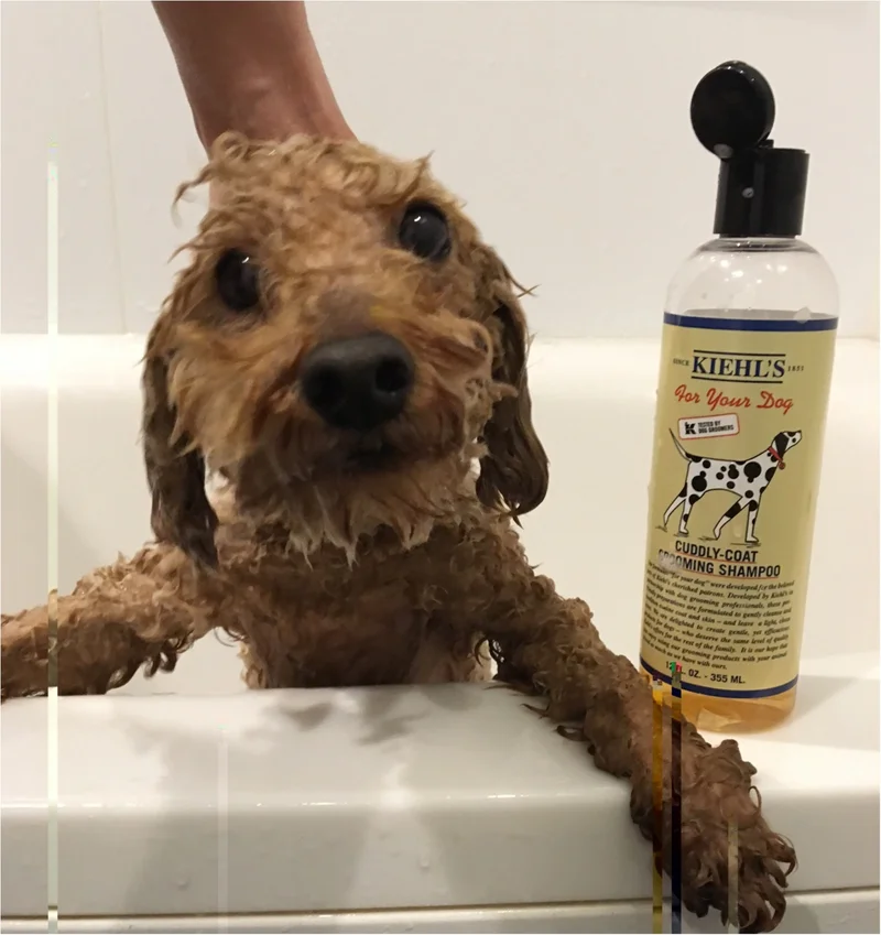 【今日のわんこ】お風呂LOVER犬・プーニョくんのおすすめシャンプー❤