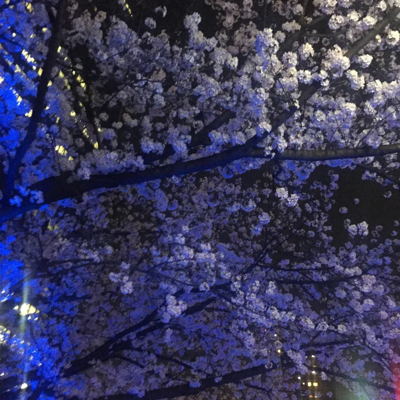 【夜桜見物】大川沿いの桜が満開！川沿いをの画像_4