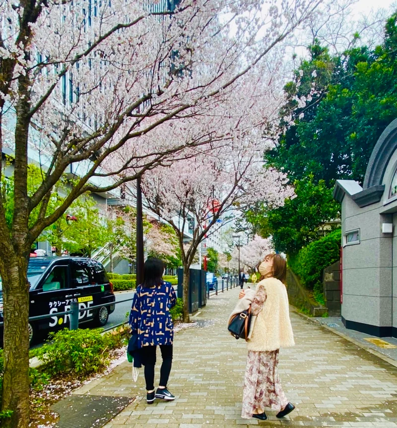 飯田橋駅から市ヶ谷駅までの桜並木