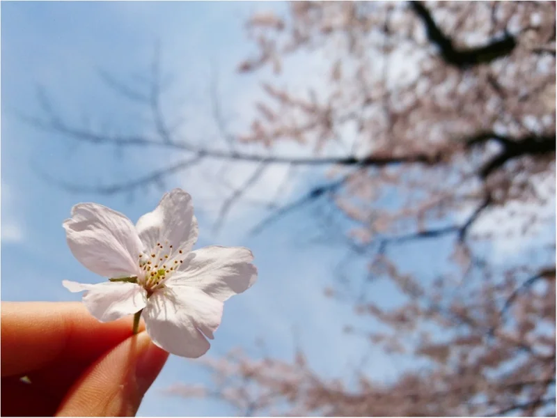 【しの散歩】東京の “桜” の見頃は、もの画像_10
