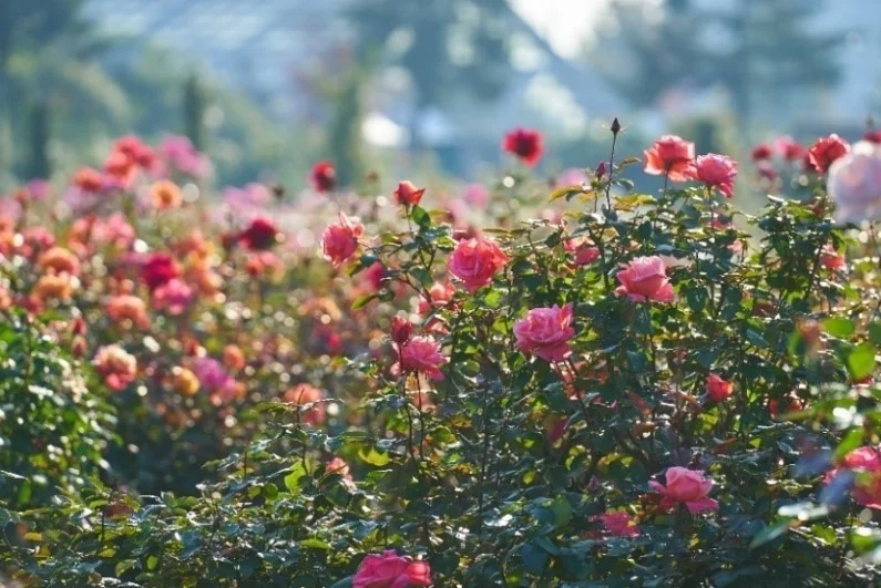 『京成バラ園』、ピンクのバラ