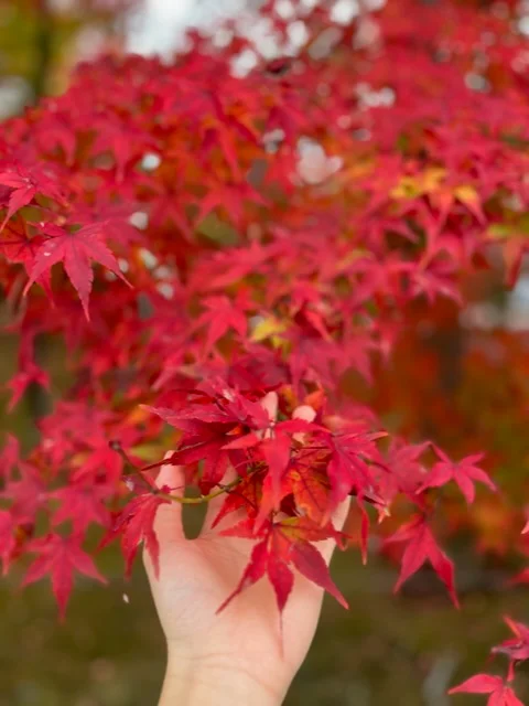 【京都紅葉】嵐山のオススメ紅葉スポット3の画像_3