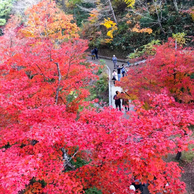 新潟観光　弥彦公園　弥彦公園もみじ谷　見どころ　弥彦公園トンネル　新潟ドライブ　新潟おすすめスポット　渡月橋