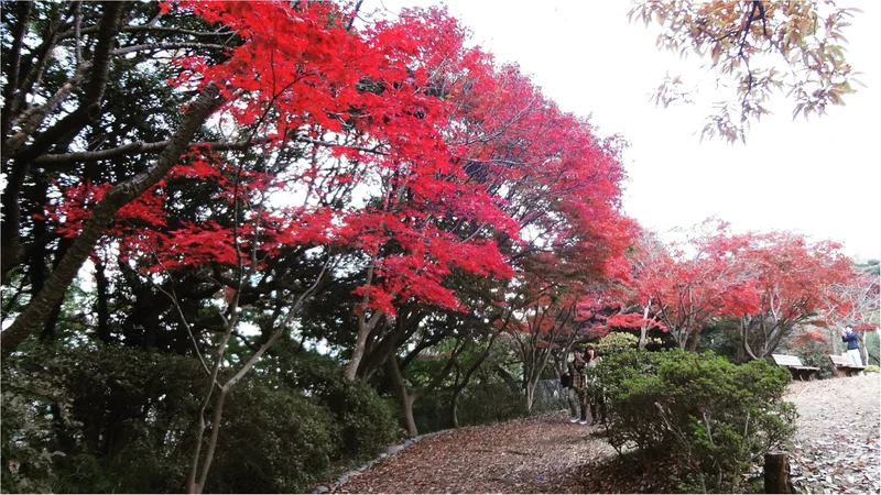 鎌倉にも紅葉の季節がやってきた♡11/2の画像_4