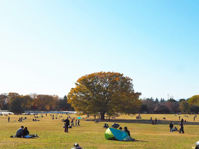 【秋の昭和記念公園】銀杏並木と紅葉サイクの画像_7