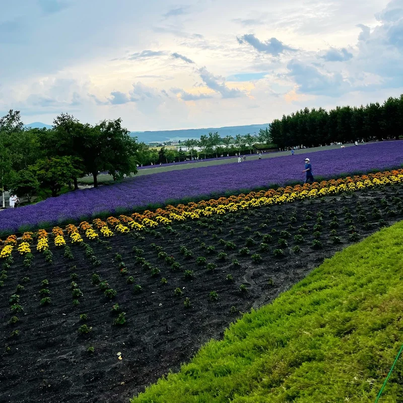 【北海道】今が見ごろ！ラベンダー畑へ週末の画像_3