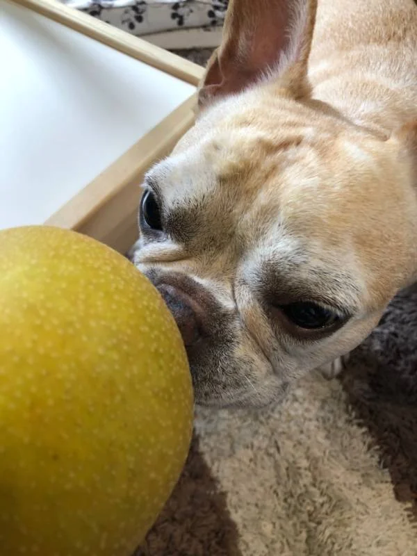 テーブルの上に置かれた梨の匂いをかぐ犬・まつこ