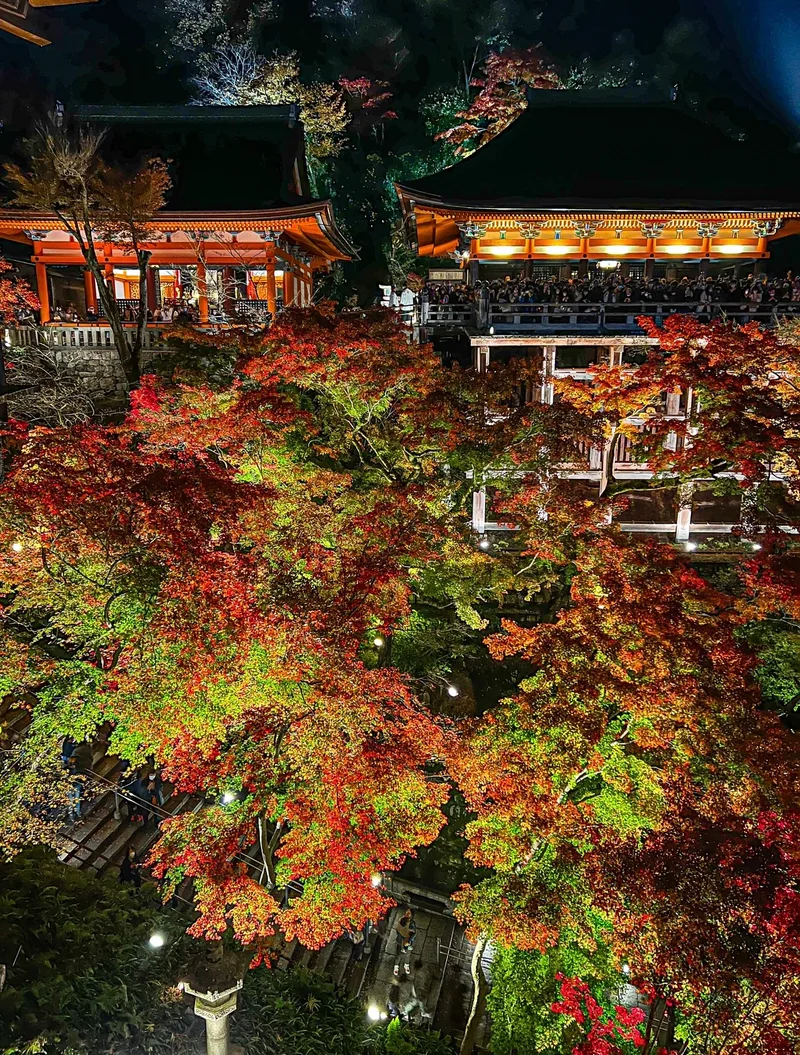 【京都観光】清水寺の紅葉ライトアップの画像_3