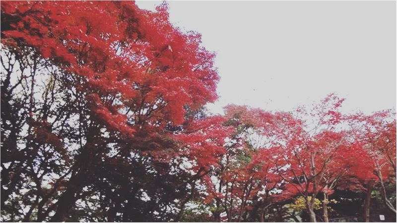 鎌倉にも紅葉の季節がやってきた♡11/2の画像_6