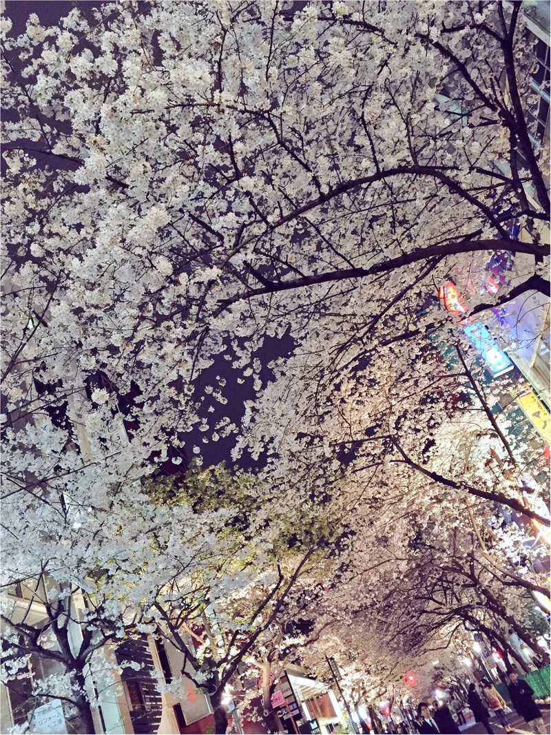♡りぃおすすめ！都内の夜桜スポットBESの画像_3