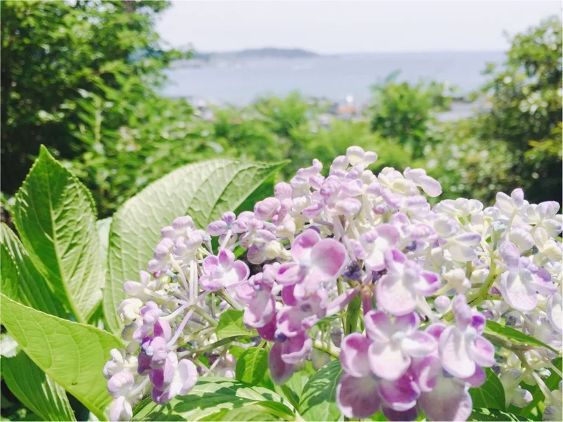 鎌倉の紫陽花名所特集 - 人気のあじさいの画像_18