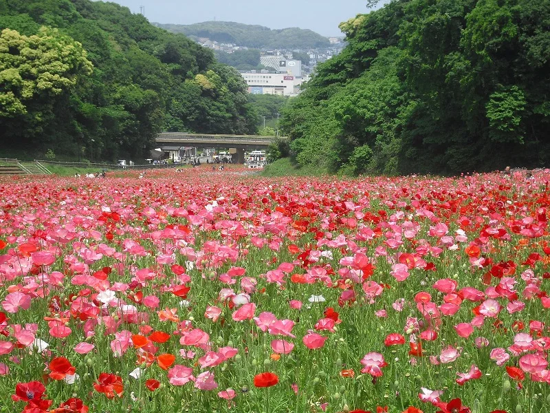『横須賀市くりはま花の国』で開催中「ポピー・ネモフィラまつり」。園内の様子