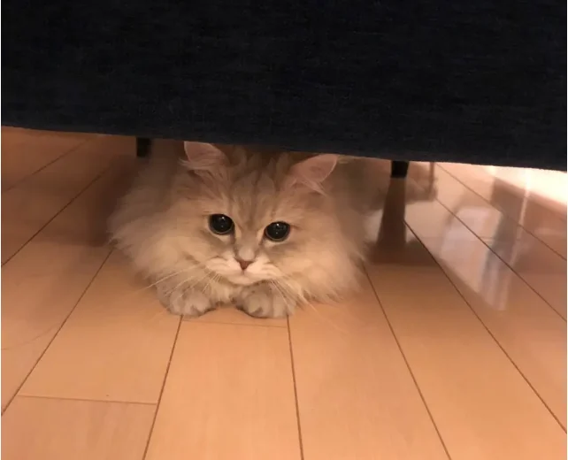 今日のにゃんこ ココンちゃん まとめ ライフスタイル まとめ More 今日のにゃんこ ココンちゃん まとめ ライフスタイル まとめ More