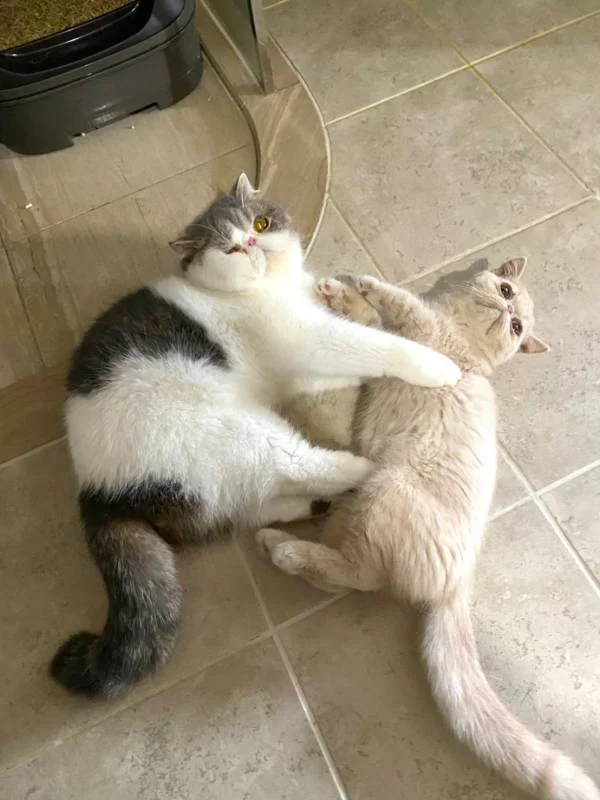 今日のにゃんこ こたつくん まとめ ライフスタイル まとめ More