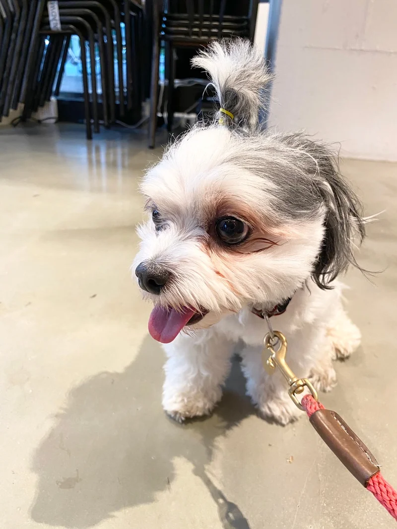 今日のわんこ 太郎くん まとめ ライフスタイル まとめ More