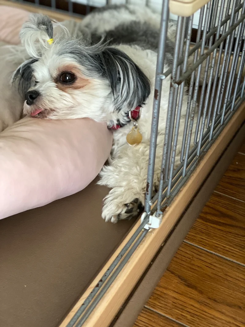 今日のわんこ 太郎くん まとめ ライフスタイル まとめ More