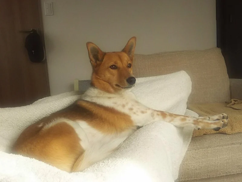 今日のわんこ こだまちゃん まとめ ライフスタイル まとめ More